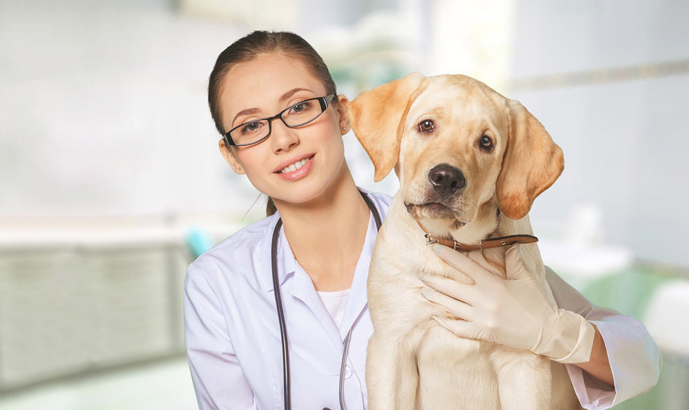 Pain Management | Farview Veterinary Hospital in Independence, MO